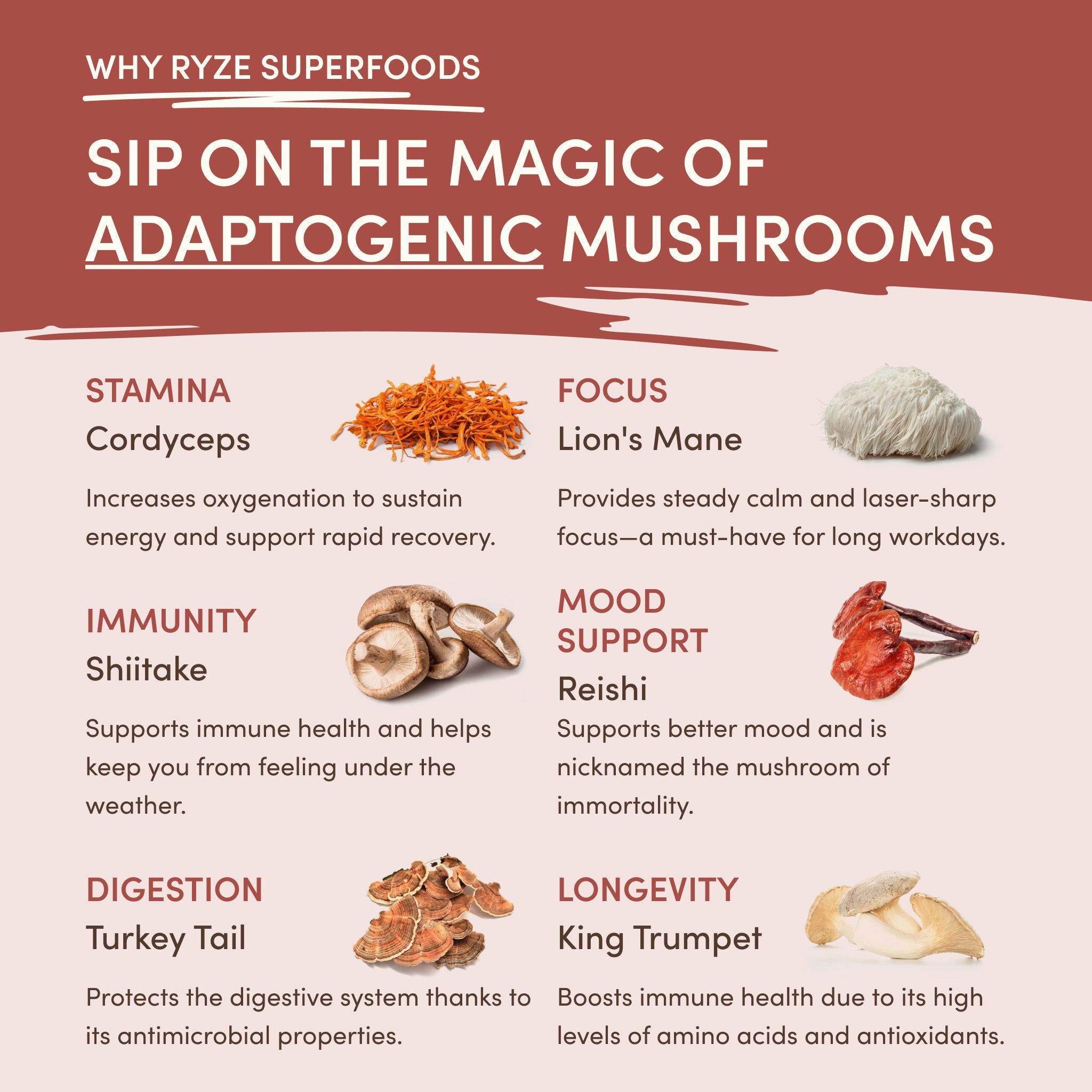 Mushroom Chicory (30 Servings) - with an Easy Daily Chicory Format