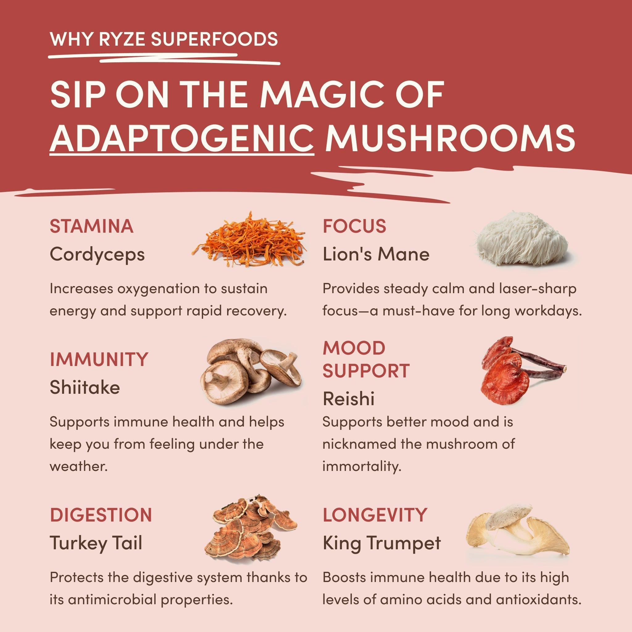Mushroom Chai (20 Servings) - with an Easy Daily Chai Format